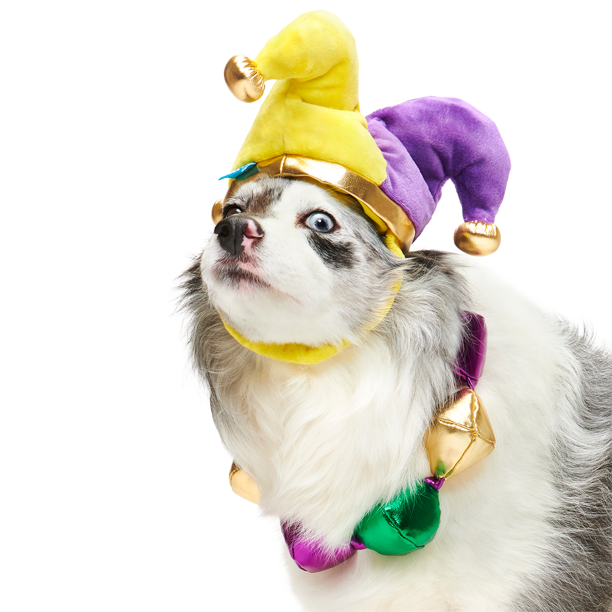 Mardi Growl Necklace