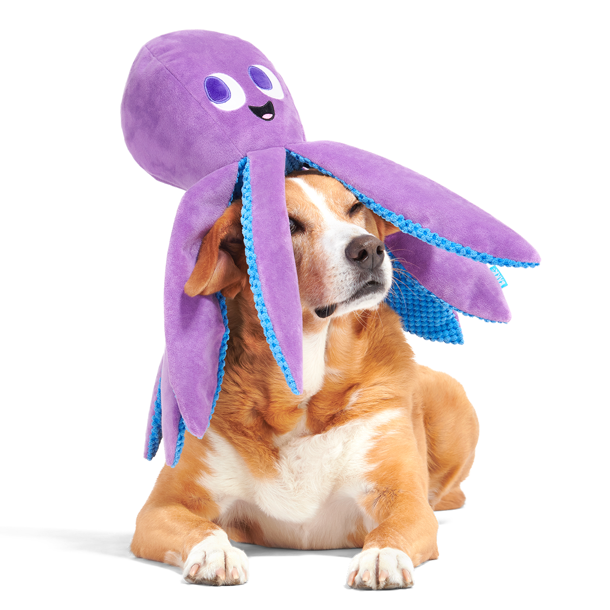 Mondo Ollie the Octopus