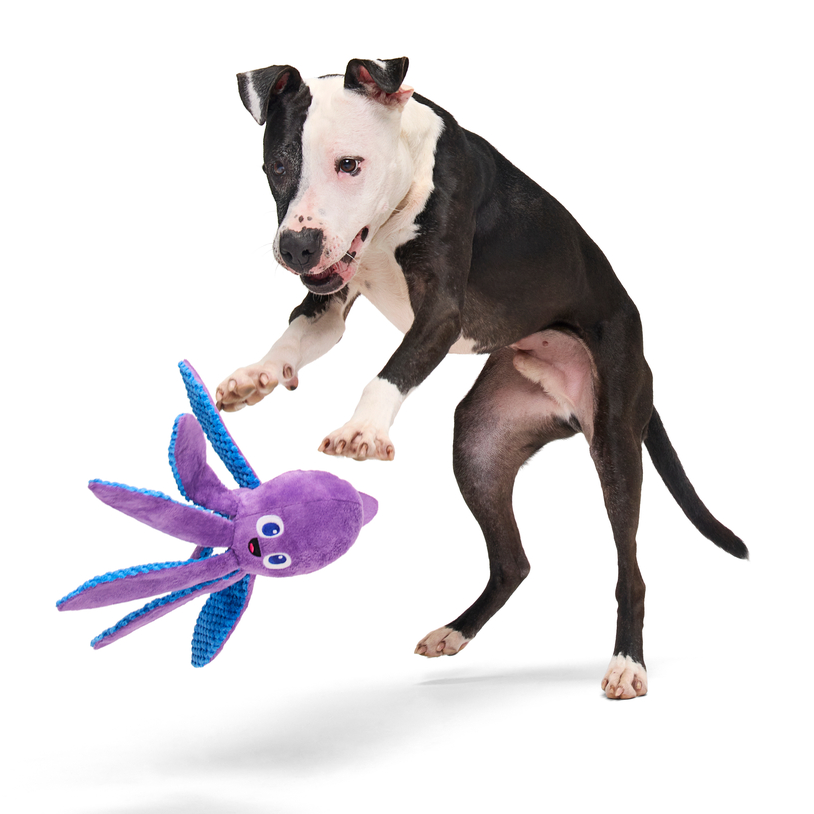 Odd Ollie the Octopus