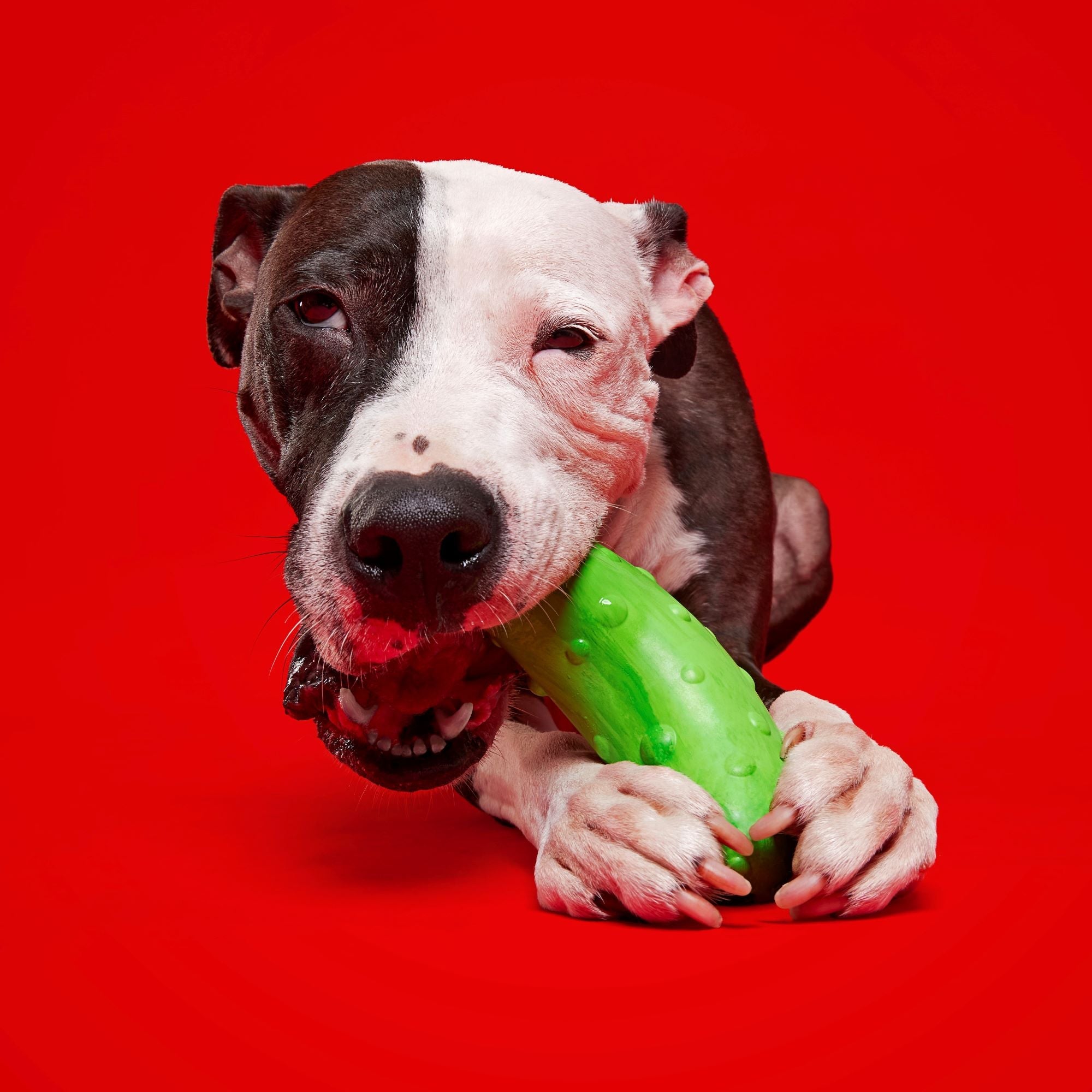 Pickle Stickle Tough Super Chewer Dog Toy