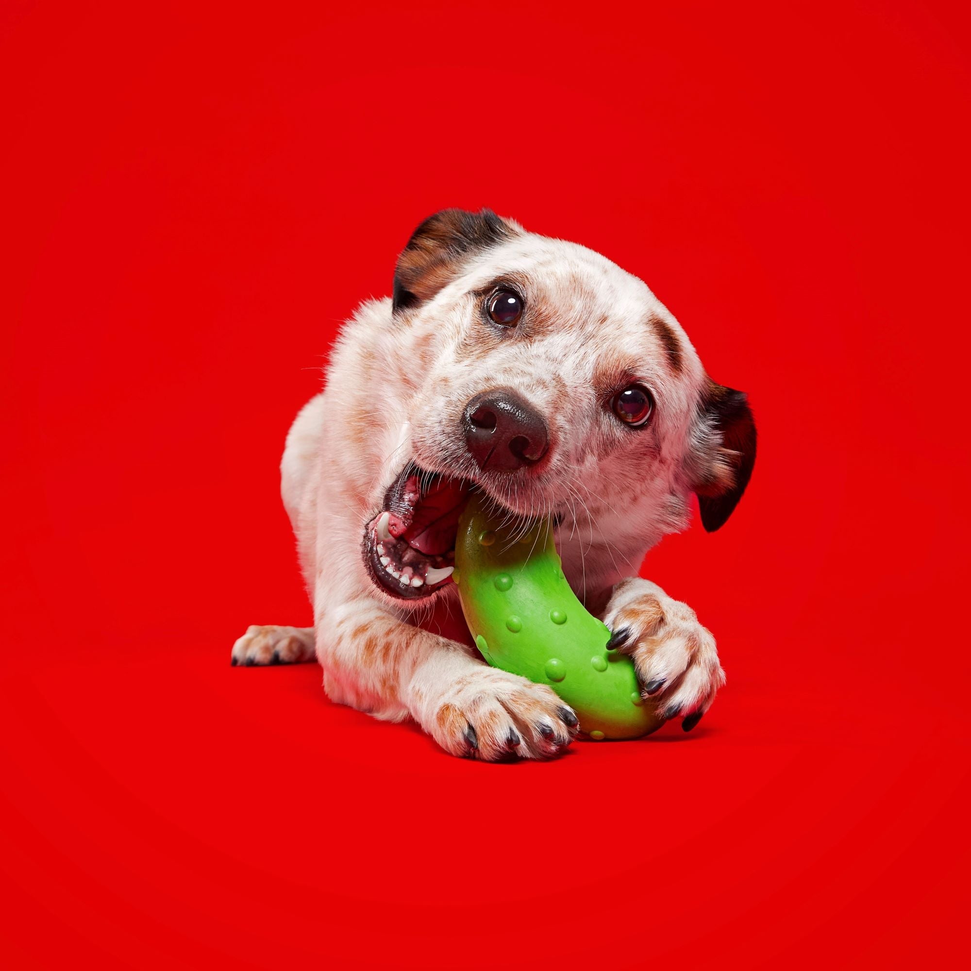 Pickle Stickle Tough Super Chewer Dog Toy