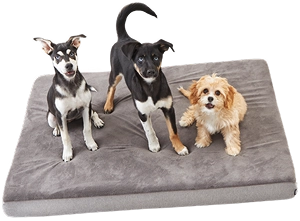 Box of dog treats and snacks labeled 'BARK.'