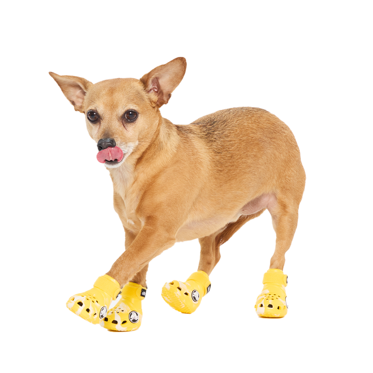 Crocs™ Shoes For Dogs#Color_Sunflower