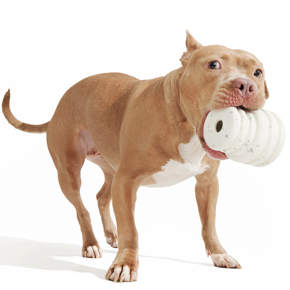 Birthday Super Chewer Box (Toy-Only) - One Month Gift Box#Dog Size_Large Dog