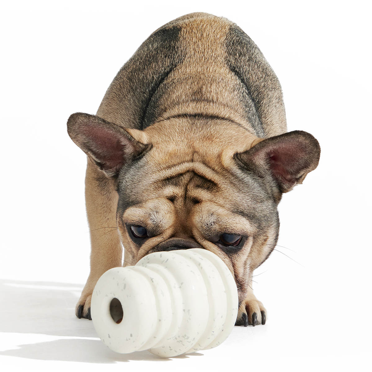 Birthday Super Chewer Box (Toy-Only) - One Month Gift Box#Dog Size_Small Dog