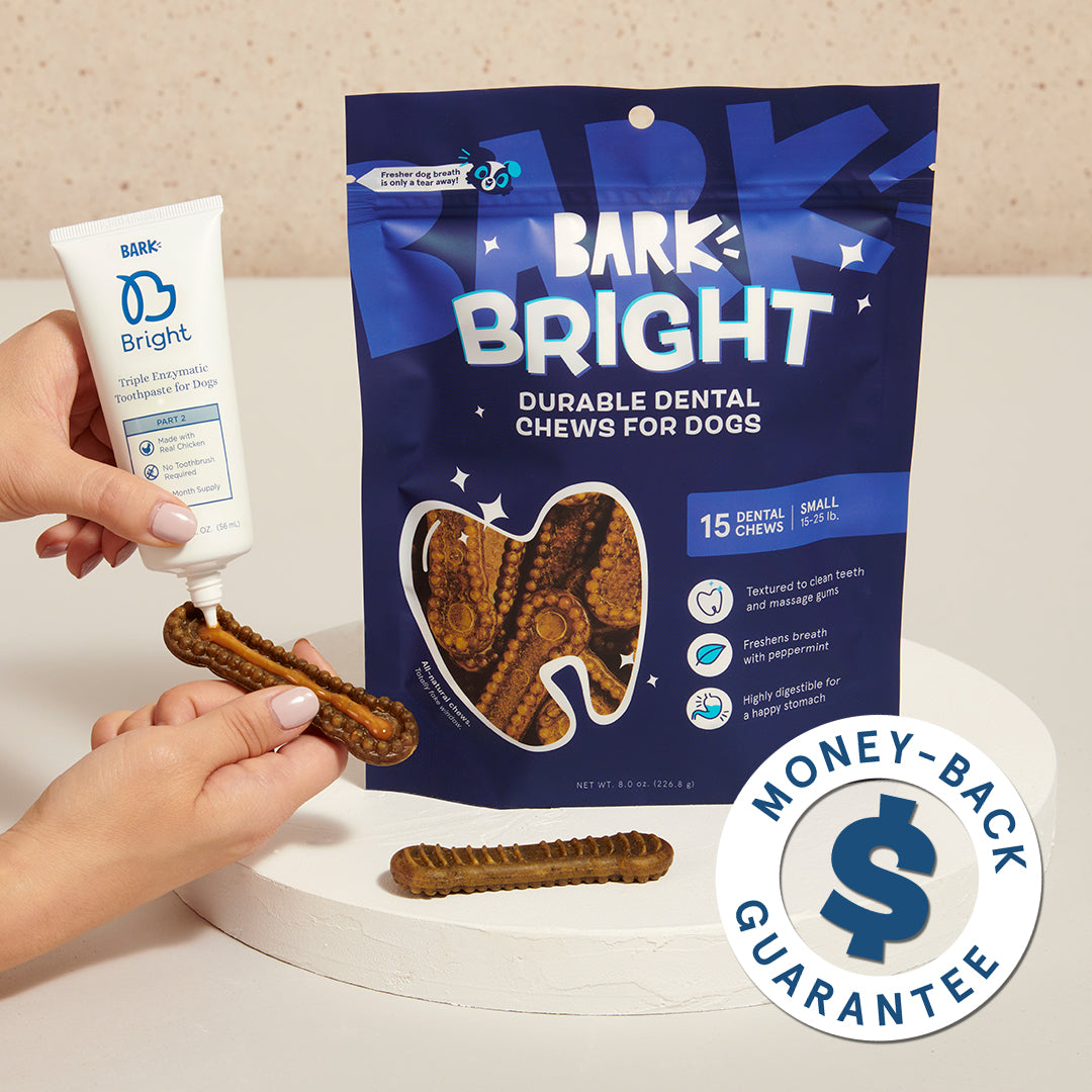 The Bright Durable Dental Kit Subscription