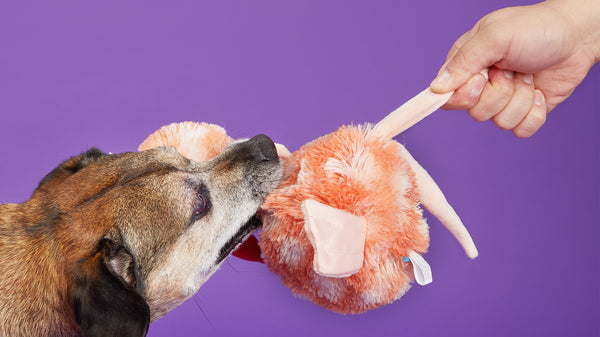 dog on purple background playing tug