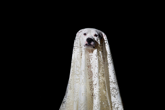 dog dressed as a ghost