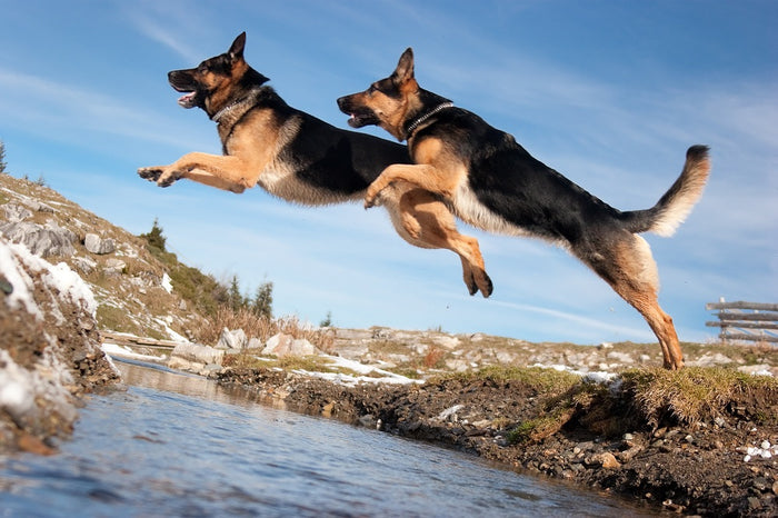 10 German Shepherd Fun Facts