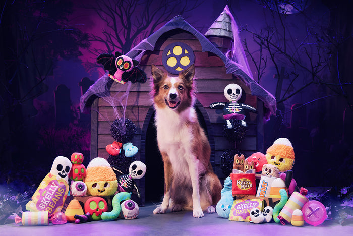 October 2024 BarkBox & Super Chewer Theme Reveal: Lick or Treat