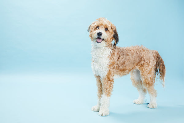 goldendoodle on blue background