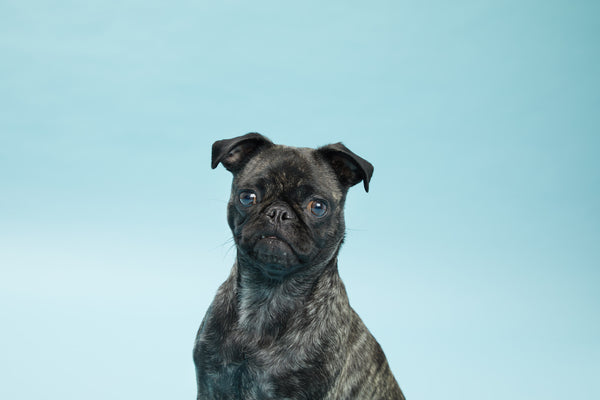 pug portrait