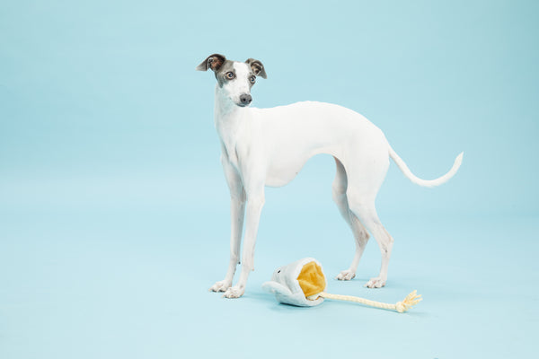 greyhound on blue background