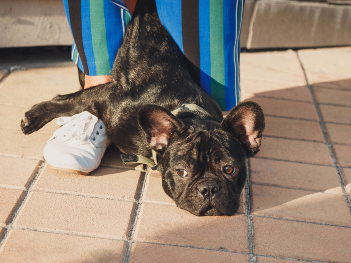 Why Does My Dog Lay On My Feet?