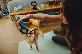 dog playing with human