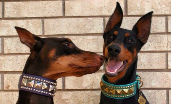 10 Dog Breeds That Totally Love To Get Along With Humans