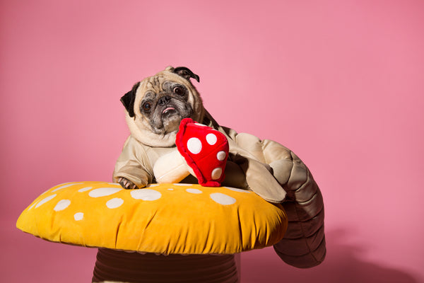 pug on pink background mushroom
