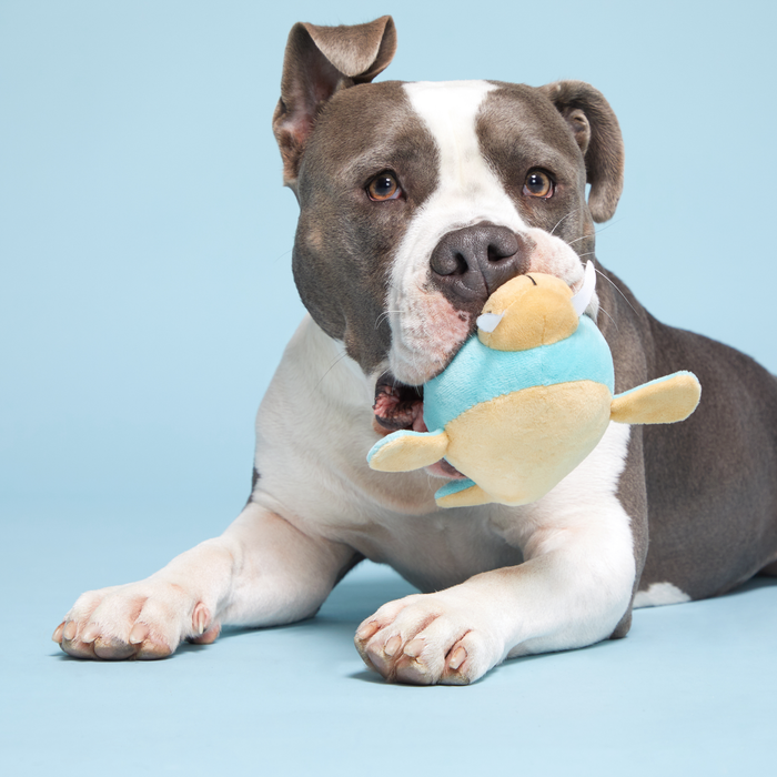 cute pittie with toy in mouth