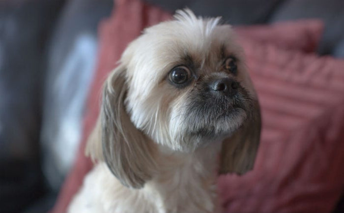 11 Things Your Dog Is Thinking When It Sees You Naked