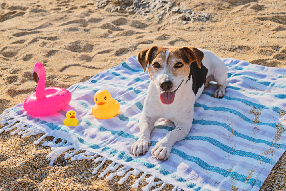 Ways to Keep Your Dogs Cool this Summer