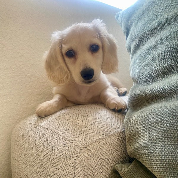 puppy on couch