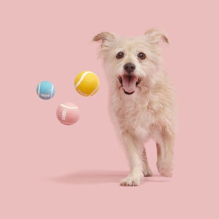 tennis balls mix puppy