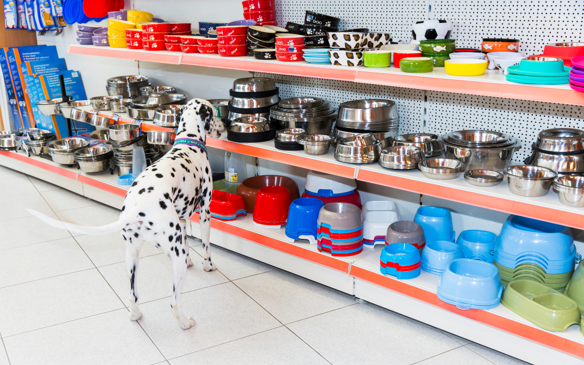 Which Type Of Dog Food Bowl Is Best For Your Dog?