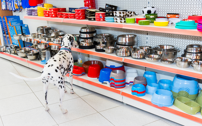 Which Type Of Dog Food Bowl Is Best For Your Dog?