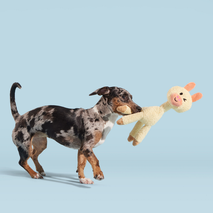 doxon puppy playing on blue background