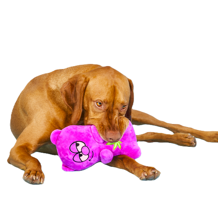 big brown dog with purple bear toy