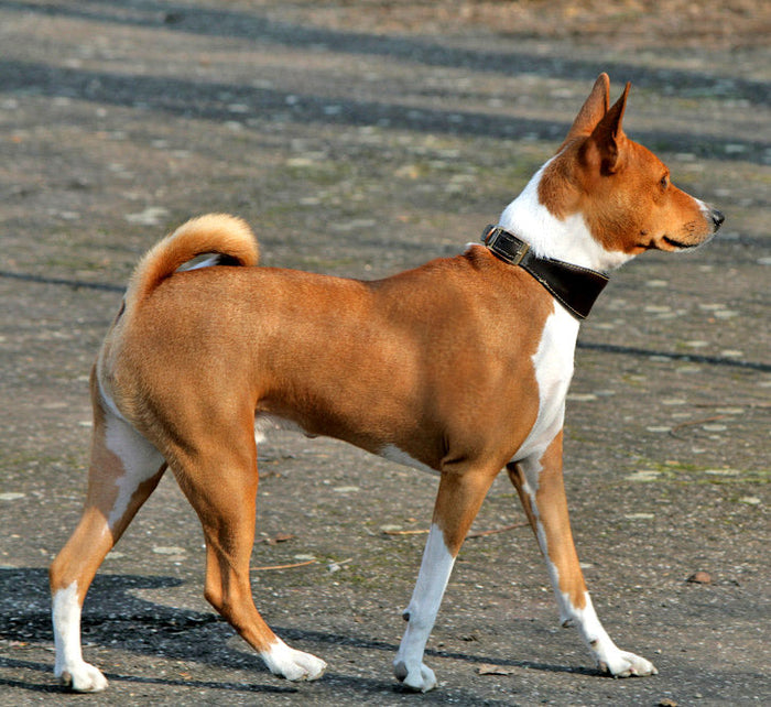 basenji dog breed