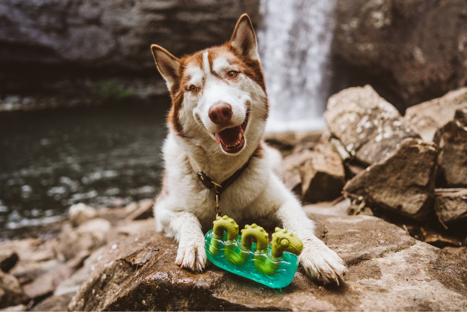 13 Coolest Outdoor Dog Toys Of All Time