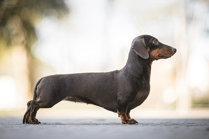 10 Dachshund Fun Facts