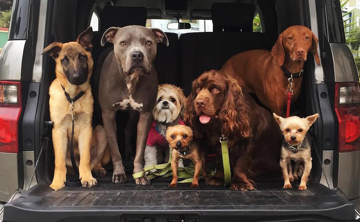 This Quiz Will Tell You EXACTLY What Type Of Dog You Should Adopt