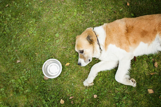 Heat Exhaustion in Dogs