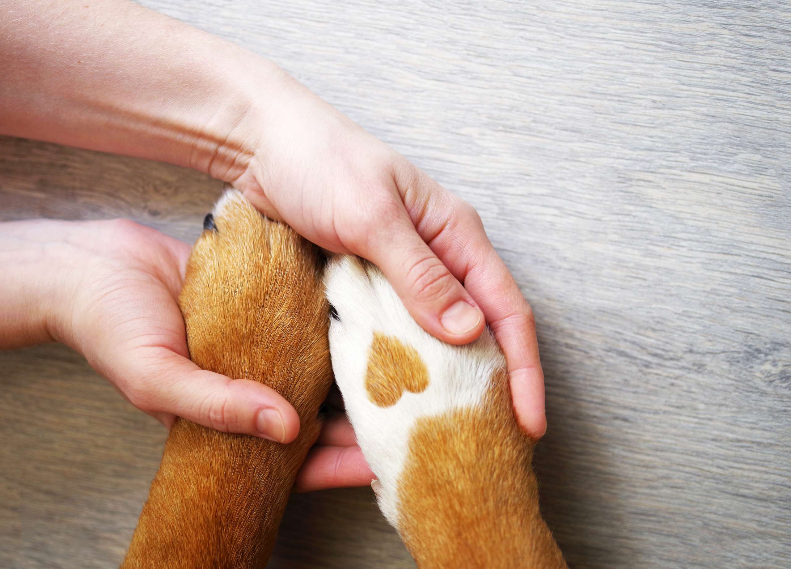 How to Treat Burned Dog Paws
