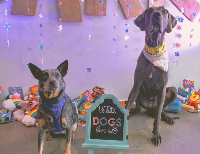 An Intro to Employee Resource Groups at BARK