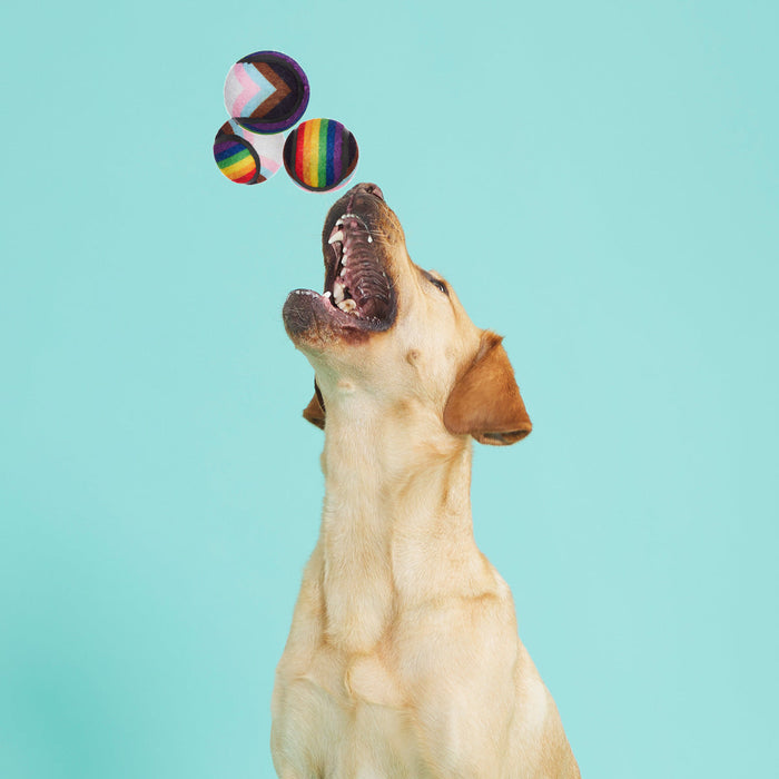 dog catching balls in air