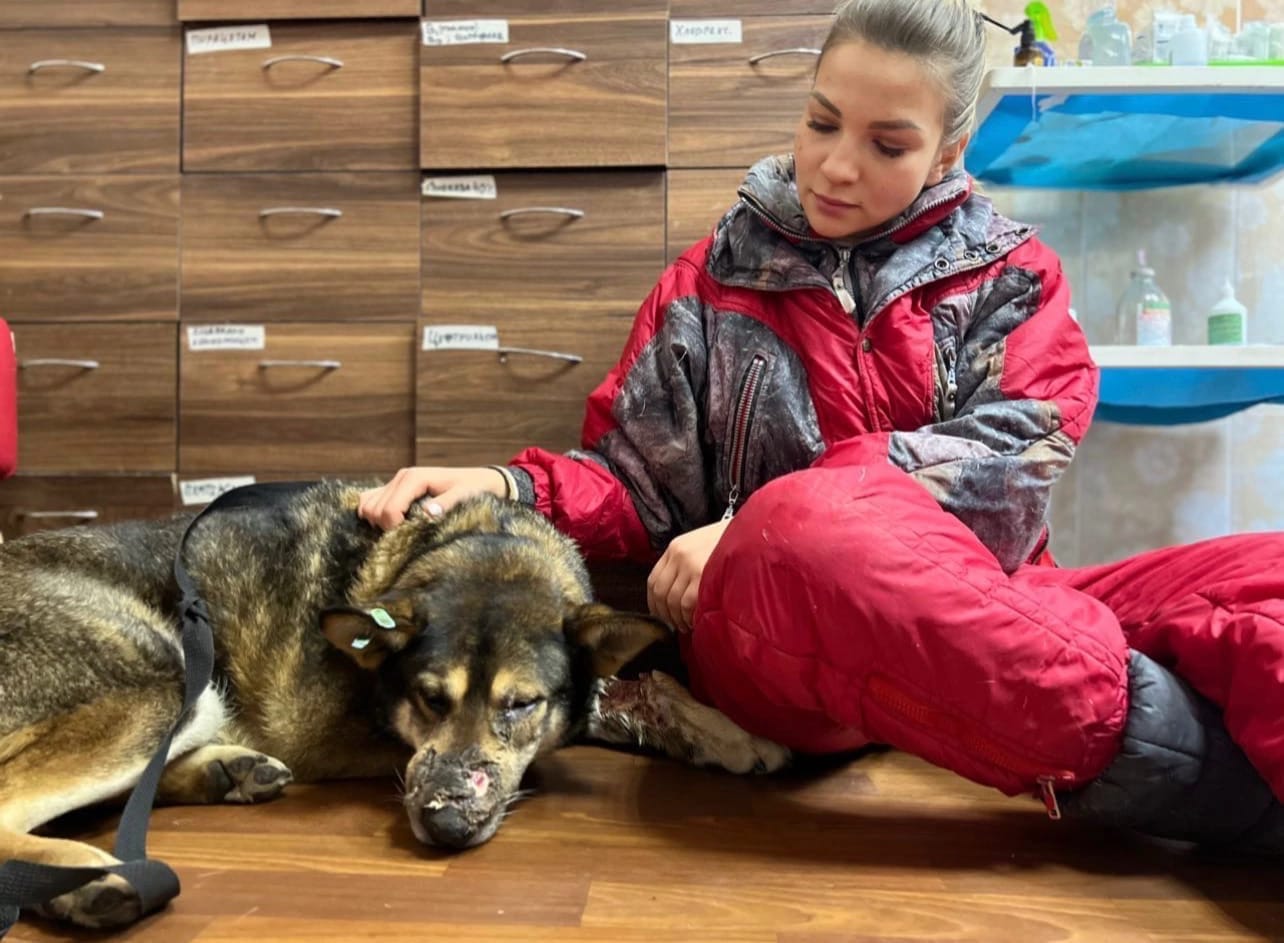 BARK Partners with IFAW to Help People & Pets in Ukraine