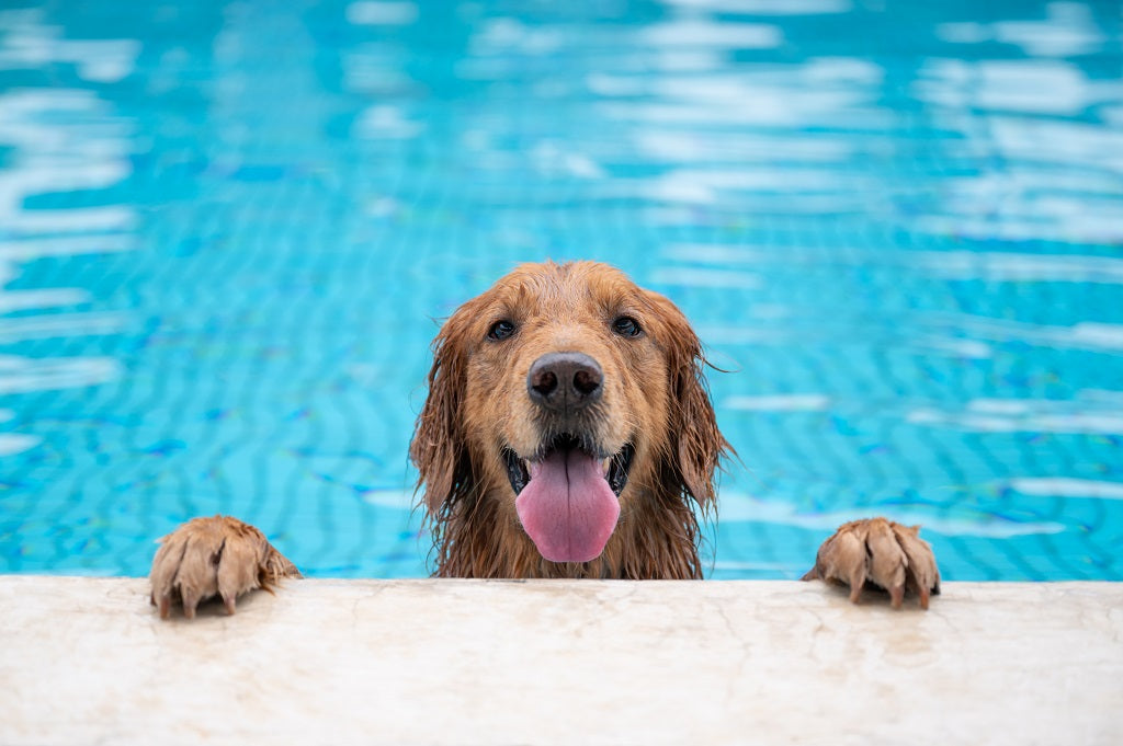 Pool Safety for Dogs