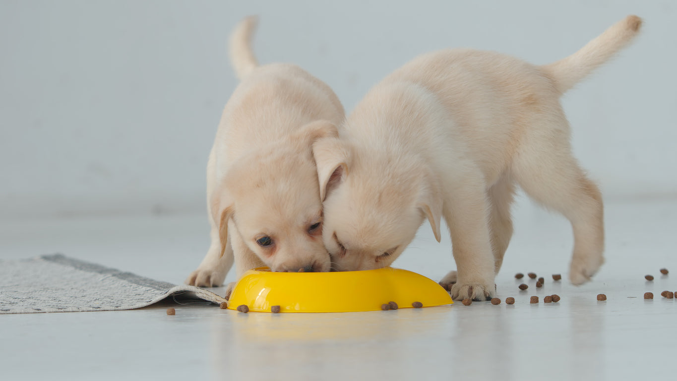 How Much Food Should I Feed My Puppy?