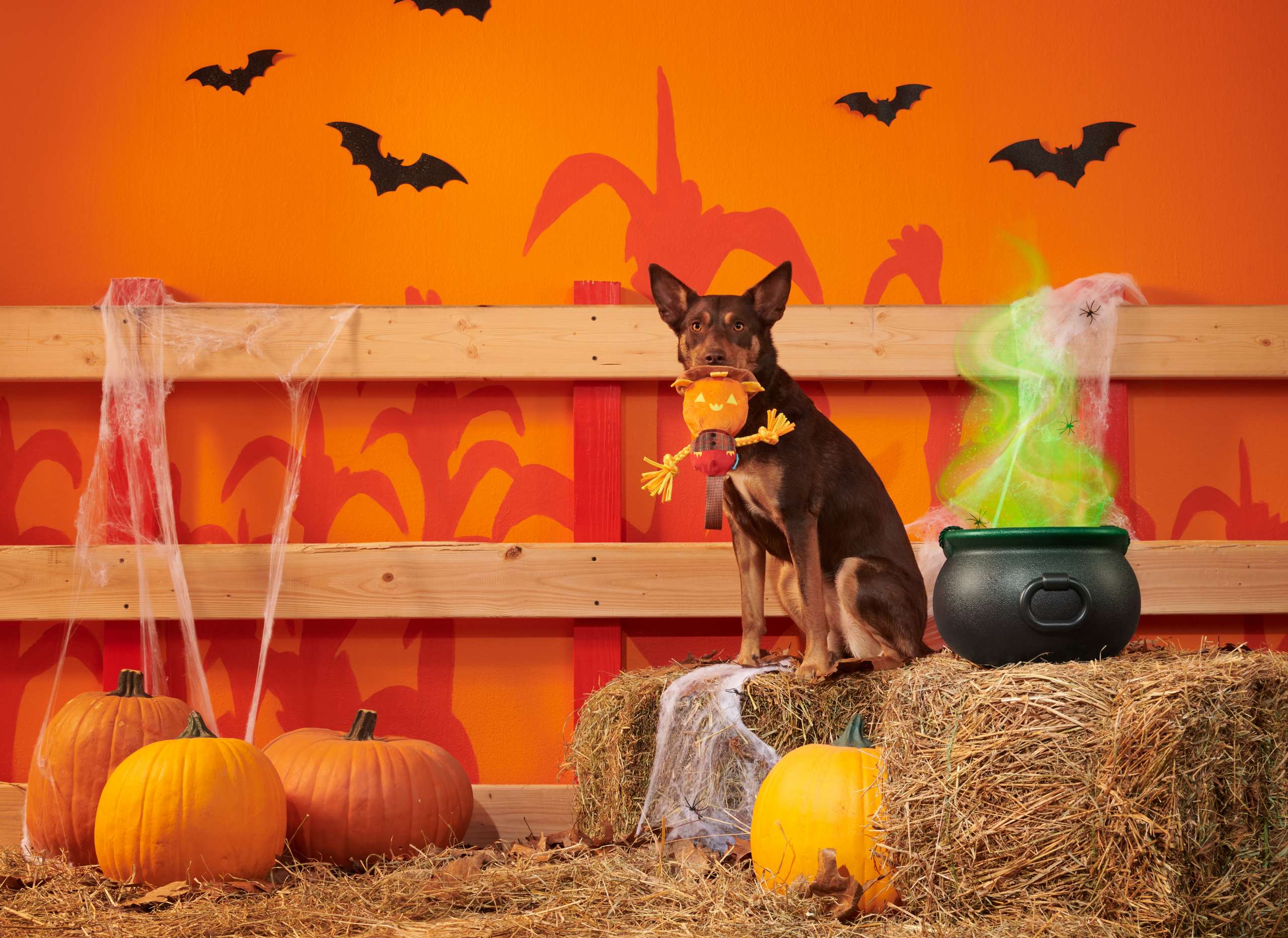 What Your Dog's Favorite Halloween Toy Says About Them
