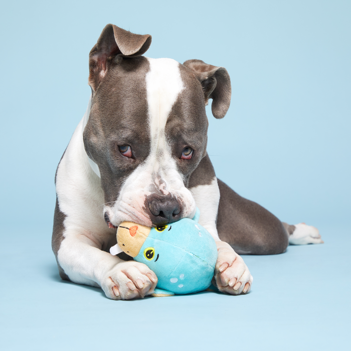 pittie on blue background with a toy