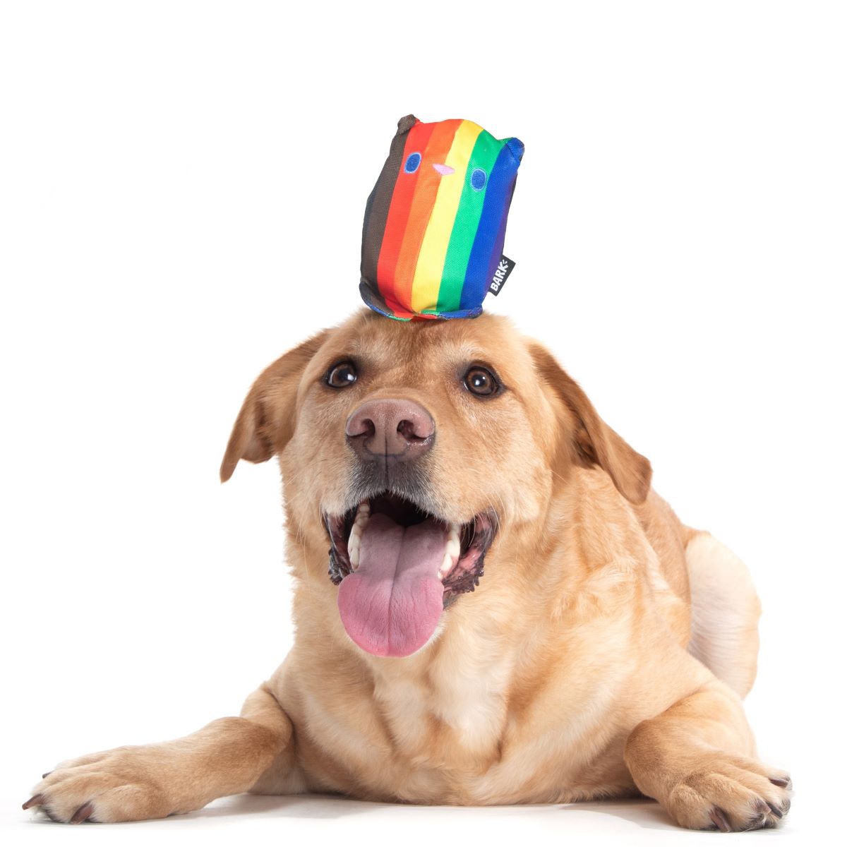 dog with rainbow toy on head