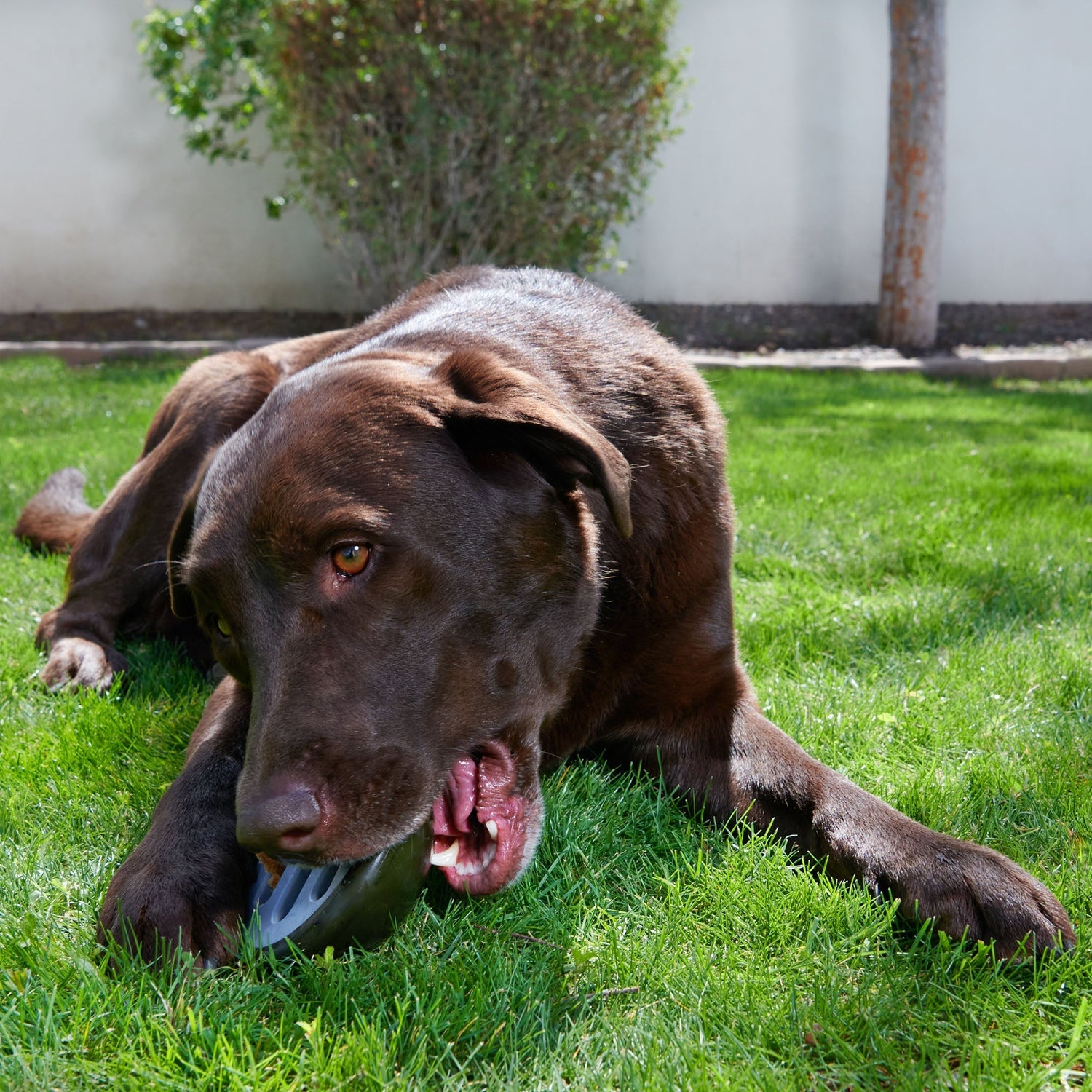 dog playing with outdoor dog toy