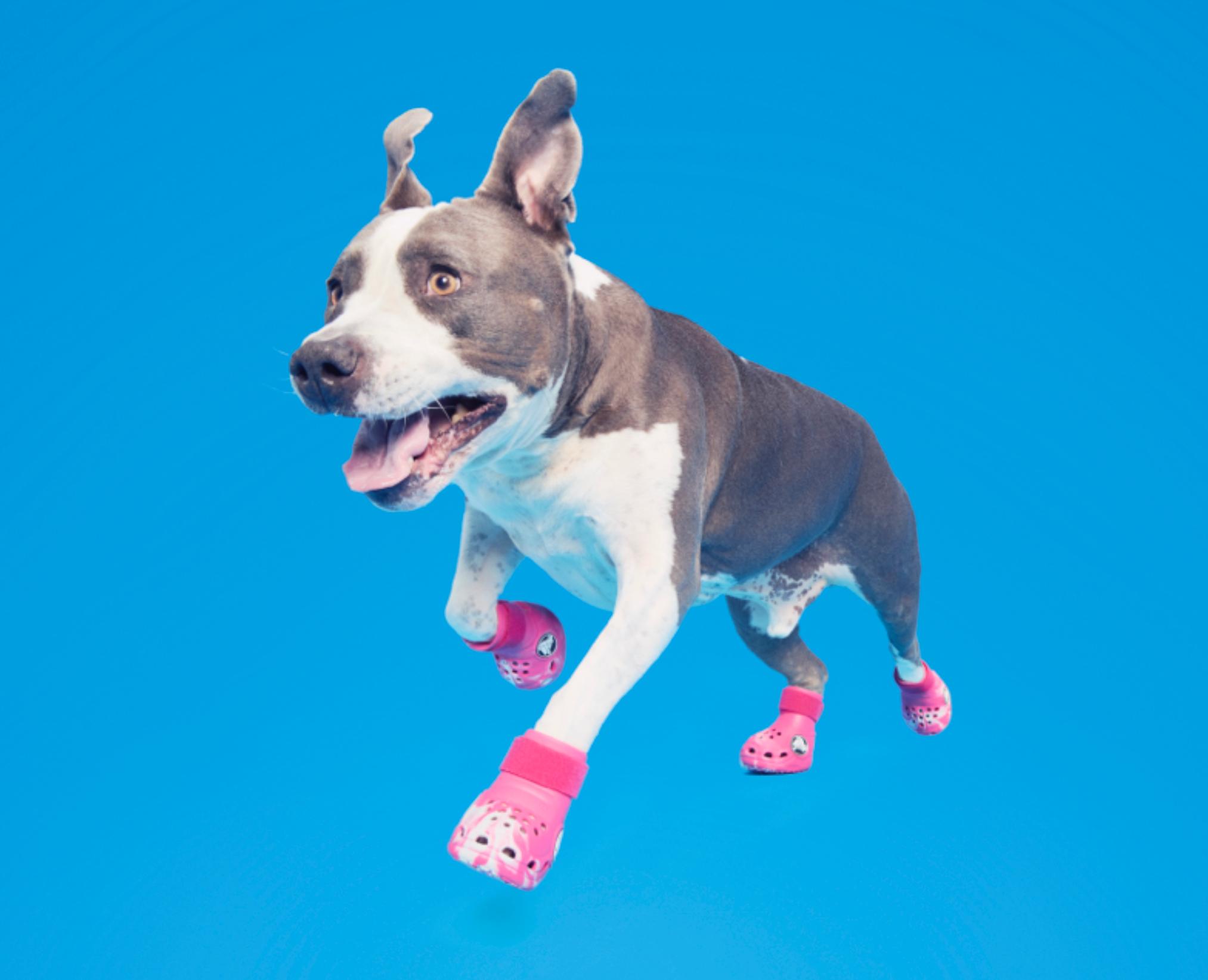 Crocs For Dogs: Fit And Size Guide!