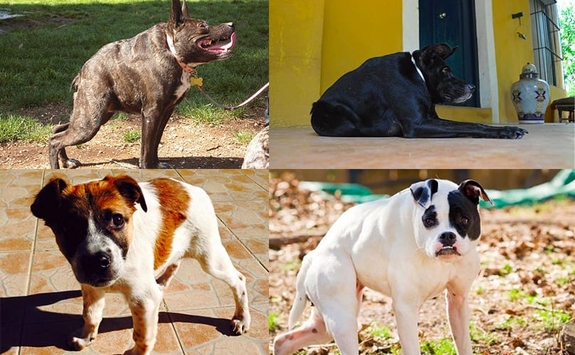 Meet Every Single Dog In The World With Short Spine Syndrome (That We Know Of)