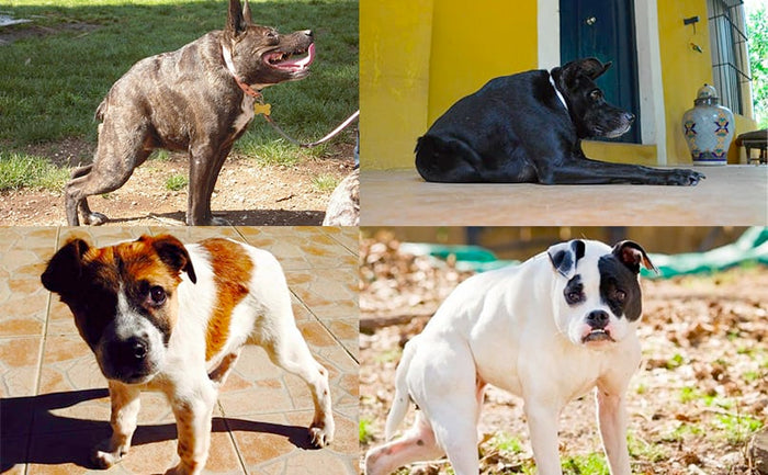 Meet Every Single Dog In The World With Short Spine Syndrome (That We Know Of)