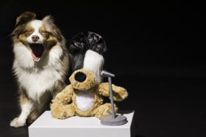 BARK and Sia co-design limited-edition dog toy benefiting Animal Haven’s Recovery Road