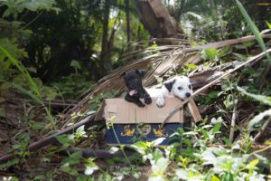 New BarkBox Subscriptions Support Puerto Rico’s Homeless Pups on Giving Tuesday